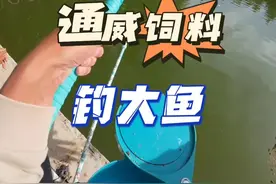 最近很火的通威饲料，到底好不好用？ #原来钓鱼才是抖音运动顶流 #通威饲料 #玩转黑坑 #钓鱼技巧视频封面