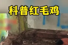 科普一下红毛鸡，红毛鸡真是战斗鸡#动物科普#动物世界#野生动物零距离