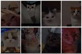 猫meme最近爆火角色出处 全部认识的是这个👍#猫meme #猫咪 #猫咪的迷惑行为 #谁能拒绝傻憨憨的小猫咪 #治愈猫咪