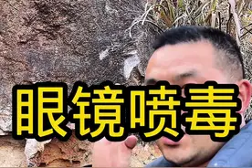 #毒蛇 #蛇类科普 #眼镜王蛇
