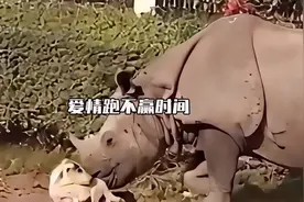 愿天下有情人终成眷属#犀牛#修勾 #动物