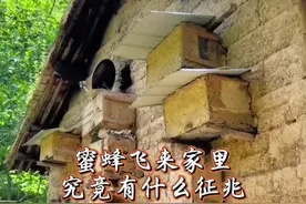 蜜蜂飞来家里是好事还是坏事  #蜜蜂