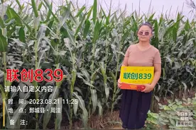 联创839就是牛🐮🐮🐮#高产玉米种子视频封面