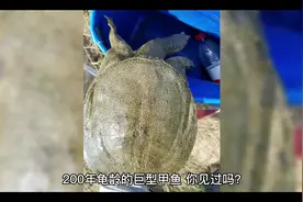 #天价！杭州一甲鱼卖2万8？老板称有200年，专家鉴定，不得了视频封面