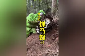 山间发现一窝金环虎头蜂、见面就是搞、哈哈又是超级大货、舒服～ #马蜂 #金环虎头蜂 #大自然的馈赠 #马蜂窝 #小锅抓马蜂