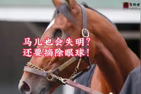 马儿也会失明？原因超乎你的想象！#动物科普 #动物冷知识