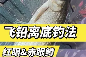 这是钓赤眼鳟红眼最常用的钓法~飞铅离底！本视频详细介绍了飞铅钓法，此钓法合适手杆在静水或微流水区域作钓。也是上个视频的主要打法！#赤眼鳟红眼钓法#飞铅离底钓法#野钓赤眼鳟红眼技巧视频封面