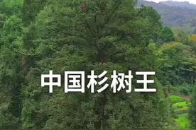 你知道世界上最大的杉树在哪里吗？#中国杉王 #杉树王 #杉树 #旅行推荐官 #千年古树视频封面