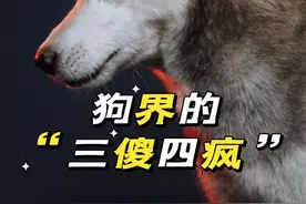 狗界的“三傻四疯”都有谁！#宠物狗 #狗狗故事 #傻狗的日常 #狗狗日常 #养狗的乐趣