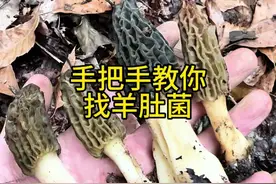 手把手教你找野生羊肚菌 春天对于打野人最大的馈赠就是满山遍野的野生羊肚菌捡不完，根本捡不起，很多小伙伴连羊肚菌怎么找都不知道，干脆大概说一下如何快速找到野生羊肚菌，解锁新品种吧！#新鲜羊肚菌 #野生菌 #野生羊肚菌 #打野教学 #云南野生菌视频封面