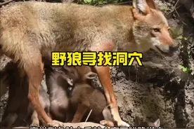 野狼抢夺物色巢穴#野生动物零距离 #解说版动物世界