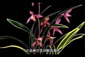 个品种兰花的介绍和在风水中的应用集齐禁忌#花卉绿植 #家居环境视频封面