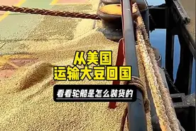 从美国运输大豆回国，带大家看看轮船是怎么装货的