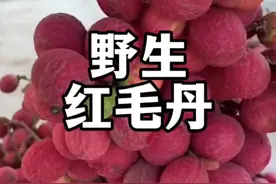 野生红毛丹也叫考兰（Korlan）红毛丹，主要分布在东南亚，荔枝的外皮红毛丹的内核。#植物科普 #一日一植物 #红毛丹