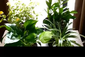 君子兰不适合家养：毒性、传染性及养护难度详解#兰花小知识