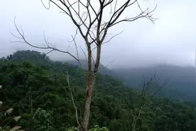 危险。遭遇野猪，建立紧及避难所。设置伪装加强防御#野外生存