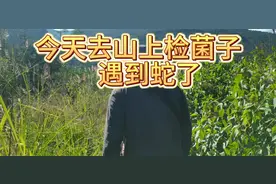 今天上山检菌子遇到蛇视频封面