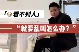 狗狗看不到人就要叫怎么办？ #新手养狗 #萨摩耶 #养宠作业帮 #狗狗乱叫怎么办