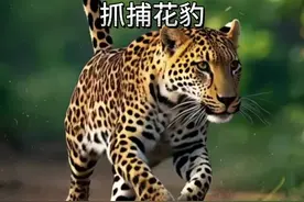 抓捕花豹 #看动物世界品百味人生 #与野生动物零距离
