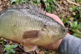 老哥在山间小水坑钓过山鲫，一条就有一斤这么大，太刺激了#钓鱼