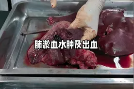 肺淤血及出血 出血点，出血斑及出血性浸润#猪病防控 #所有养猪人