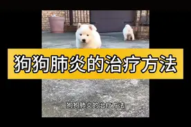 狗狗肺炎的治疗方法，铲屎官必看#科学养宠攻略 #萌宠百科视频封面