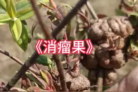 这植物长满疙瘩你见过吗？它就是消瘤果，也叫黄花香，是金丝梅树上长的虫缨 #植物#识百草