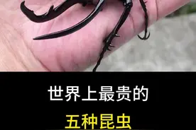 世界上最贵的五种昆虫 #科普一下 #干货分享 #寻找1000位科普达人视频封面