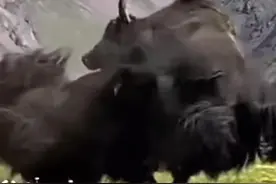 高原上的野牦牛实力非常强悍#高原牦牛