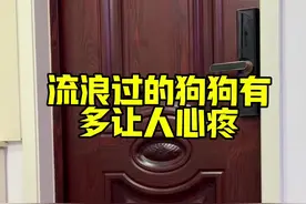 原来捡到的流浪狗这么让人心疼#大黄的晚年幸福生活 #流浪狗后续 #拉布拉多 #我和狗狗的故事 #二郎神成长日记视频封面