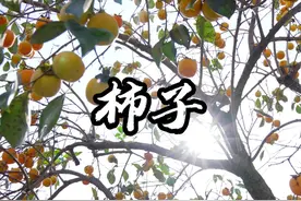 大家柿子都是怎么催熟的，今天试了下用水泡，效果还不错，又甜又脆#柿子熟了 #我的乡村生活 #新农人计划2024 #农村美食 #秋意浓