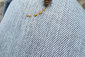 #内容启发搜索  蜂蜜难道是蜜蜂拉出来的吗？