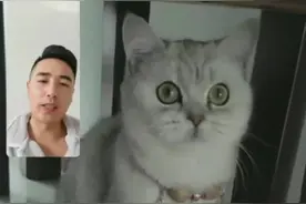 猫咪鉴定-英短银渐层品相价值#猫咪 #银渐层 #英短 #鉴定猫咪 #猫咪鉴定 @抖音短视频视频封面