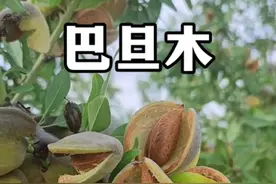 巴旦木和杏仁不是一种坚果。巴旦木从古波斯（现今伊朗）传入我国，现今已有一千三百余年的历史。#植物科普 #巴旦木#扁桃#新疆坚果