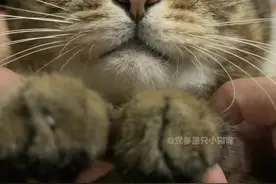 原来小猫咪也会害羞羞的啊～#狸花猫 #猫咪 #被迫营业的猫猫