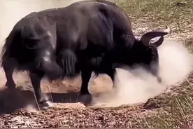 高原上的牛魔王，战斗力极为强悍#川藏牦牛 #解说版动物世界 #内容启发搜索