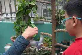 鹦鹉回旋飞技能就是这样练的 #鹦鹉鹦鹉萌萌哒逗鹦鹉 #鹦鹉小白 #鹦鹉🦜 #养鸟经验分享 #养鹦鹉日记视频封面