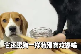 狗带大的猫会变成什么样子？#奶猫成长记 #萌宠出道计划视频封面