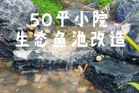 50平小院如何打造生态鱼池，建造全过程来了，看完你也可以自己动手做#生态鱼池 #生态水花园