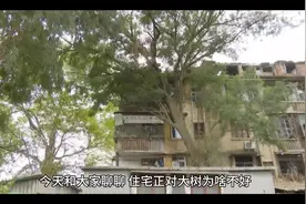 门正对大树好不好