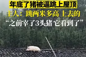 年底了，猪被逼跳上屋顶。主人：之前宰了3头，它看到了。#猪飞上房顶 #意不意外