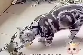 猫的反应速度在自然界排第几 还有比猫咪反应更快的动物吗？视频封面