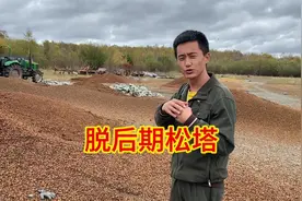 这个山出三百多袋子松塔，松塔是怎样脱成松子，带大家观赏一下