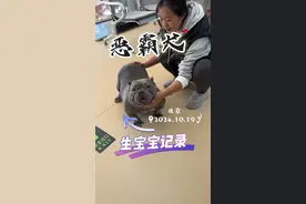 恶霸犬生宝宝~ 大公主配毒牙，顺利产下1公3母~#恶霸犬 #适合家养的狗狗推荐 #哈雷家
