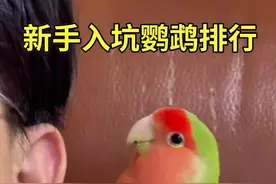 新手入坑鹦鹉排行#小太阳鹦鹉 #和尚鹦鹉#玄凤鹦鹉 #牡丹鹦鹉 #牡丹鹦鹉