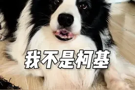 小狗是真的能听懂人说话啊#边牧 #狗子成精了 #养狗的乐趣 #万物可爱计划 #宅家治愈记