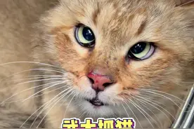 来武大抓猫啦！感谢蓝氏帮忙找领养！ #蓝氏微光计划 #蓝氏乳鸽猫粮 #被迫养猫