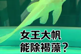 清道夫到底会不会吃褐藻啊，太烦了！#观赏鱼 #养鱼日记 #清道夫