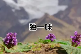 单独一味草药就有奇效——独一味#植物科普 #大自然 #中草药