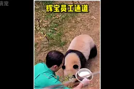 辉宝也成功走进员工通道，不过比起员工通道，辉宝更加中意盆盆奶